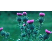 Muriel Carson Lage's photo