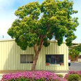 San Luis Tile Co. Inc.'s profile photo