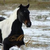 Amy McCutcheon Rombough's photo