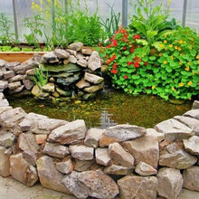 Ponds/plants