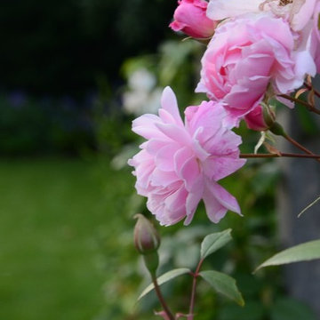 Large town garden