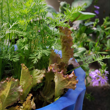 container carrots and  lettuce