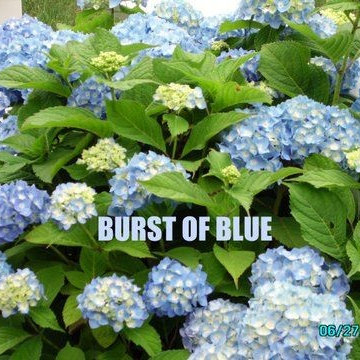 Hydrangea Festival Contest
