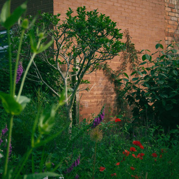 Wildflower Meadow