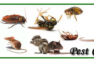 Commercial Pest Control Canberra