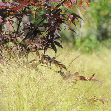 Jardin naturel en Provence