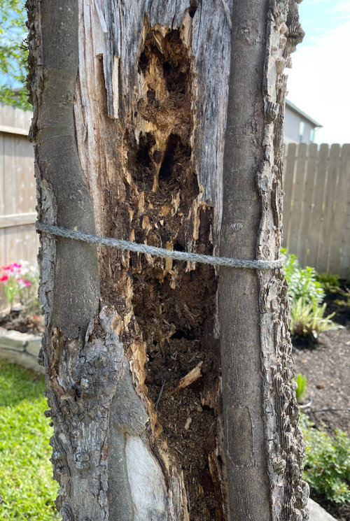 Should I have this tree removed?