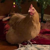 Adrienne Zinn's photo