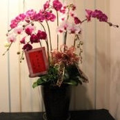 Amy Yang's photo