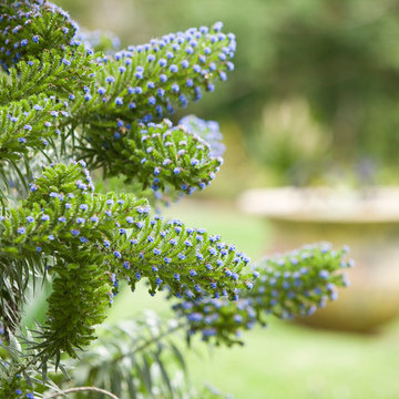 Avalon Garden