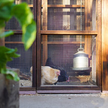 Chicken coop