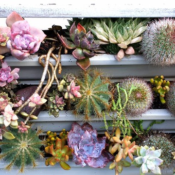 Beverly Hills Succulent Wall
