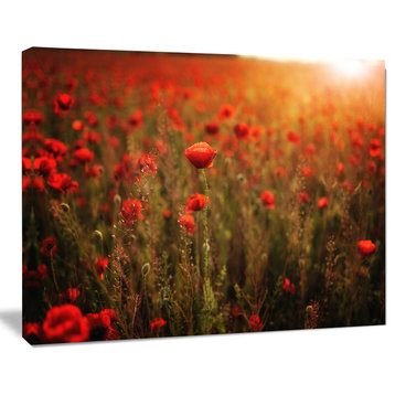 Dense Poppy Field At Sunset, Floral Canvas Art Print, 40"x30"