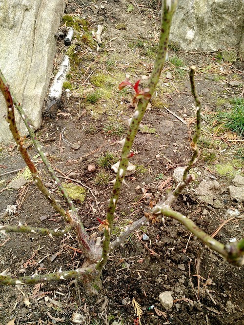 the season hasn't even started yet! (rose canker on 3 plants)