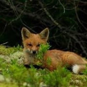 Foto von Leslie Dunn