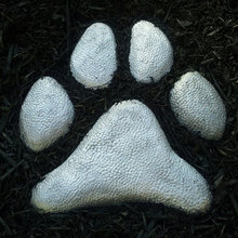 BigPawz