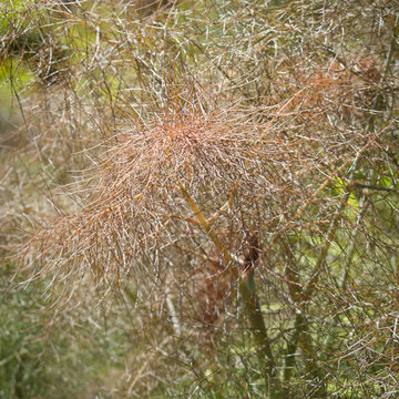 Great Plant Combinations