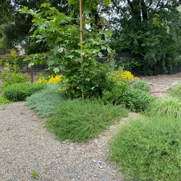 Roses in a California Resilient Garden