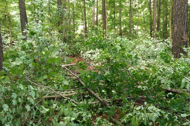 Lot clearing