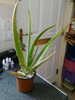 Answers Aloe Leaves Drooping And Creasing Houzz