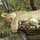 debbie_bartram78