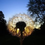 Foto di Karen Brumm-Peaslee