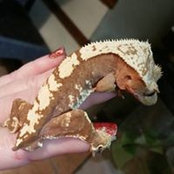 Shari Guido's photo