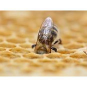 Wiebcke Huffmeyer's photo