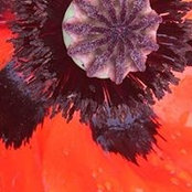 Sarah Bray's photo