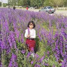Saharataei95@yahoo.com