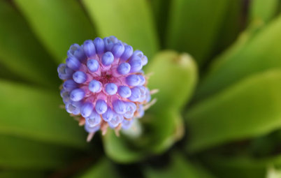 Bromeliads: The Ultimate Collector’s Plants