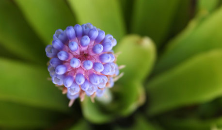 Bromeliads: The Ultimate Collector’s Plants