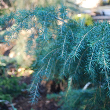 Feelin' Blue Deodar Cedar