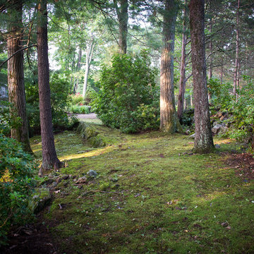 Moss garden in woodland