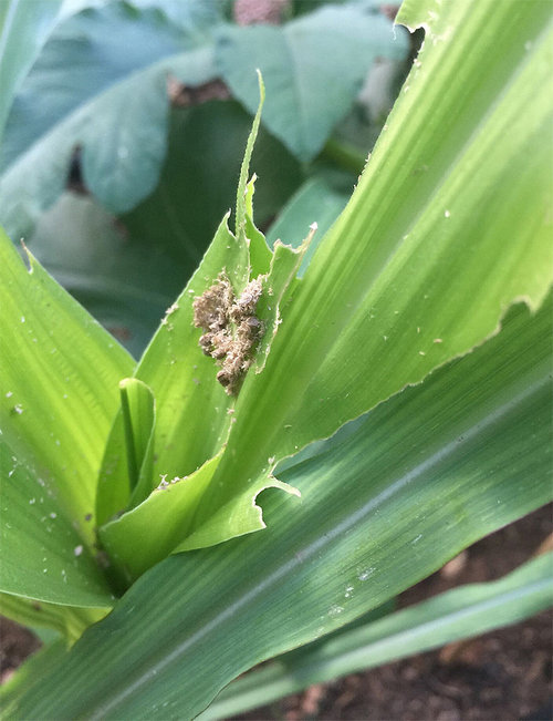 Corn pest, leaves chewed up and sandy looking stuff