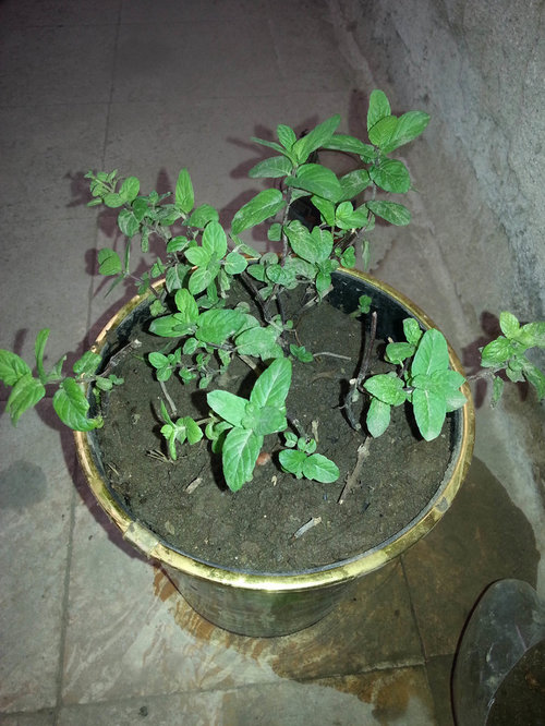 My Mint plant is dying