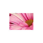 Janet Coleman Saunders's photo