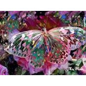 Tracey York's photo