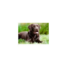 Dog training