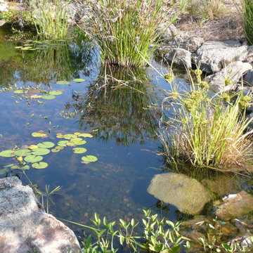 Water Features