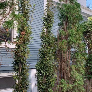 Updating a Grand East Wilmette Home