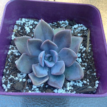 Succulents