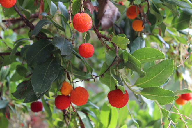 Eclettico Giardino Great Design Plant: Arbutus 'Marina'