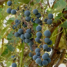 Grape Vines