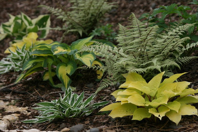 Hostas planted  with Ghost fern
