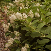 Jersey tea ceonatnhus