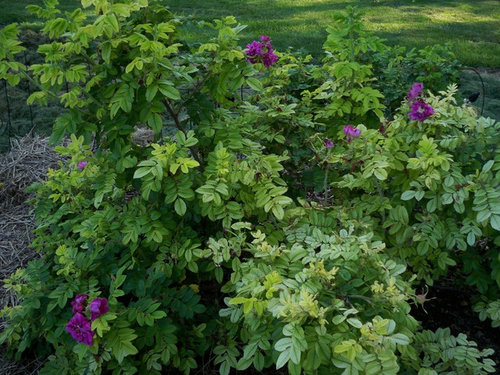 How To Kill A Rugosa Without Really Trying