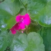 Kavina Ram's photo
