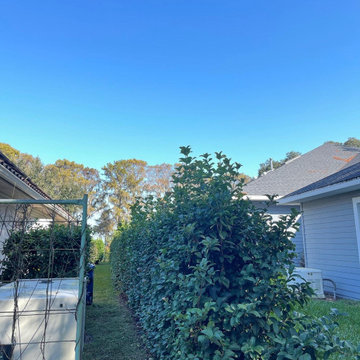Hedges - Before