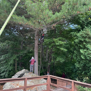 Professional Tree Climbing, Trimming, and Removal Work